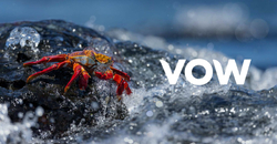 Article's Cover Image