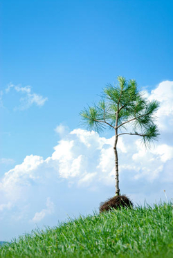 Article's Cover Image