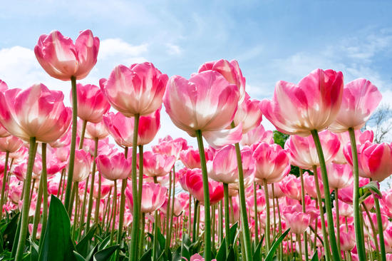 Your Portfolio Is a Garden. Weed It
